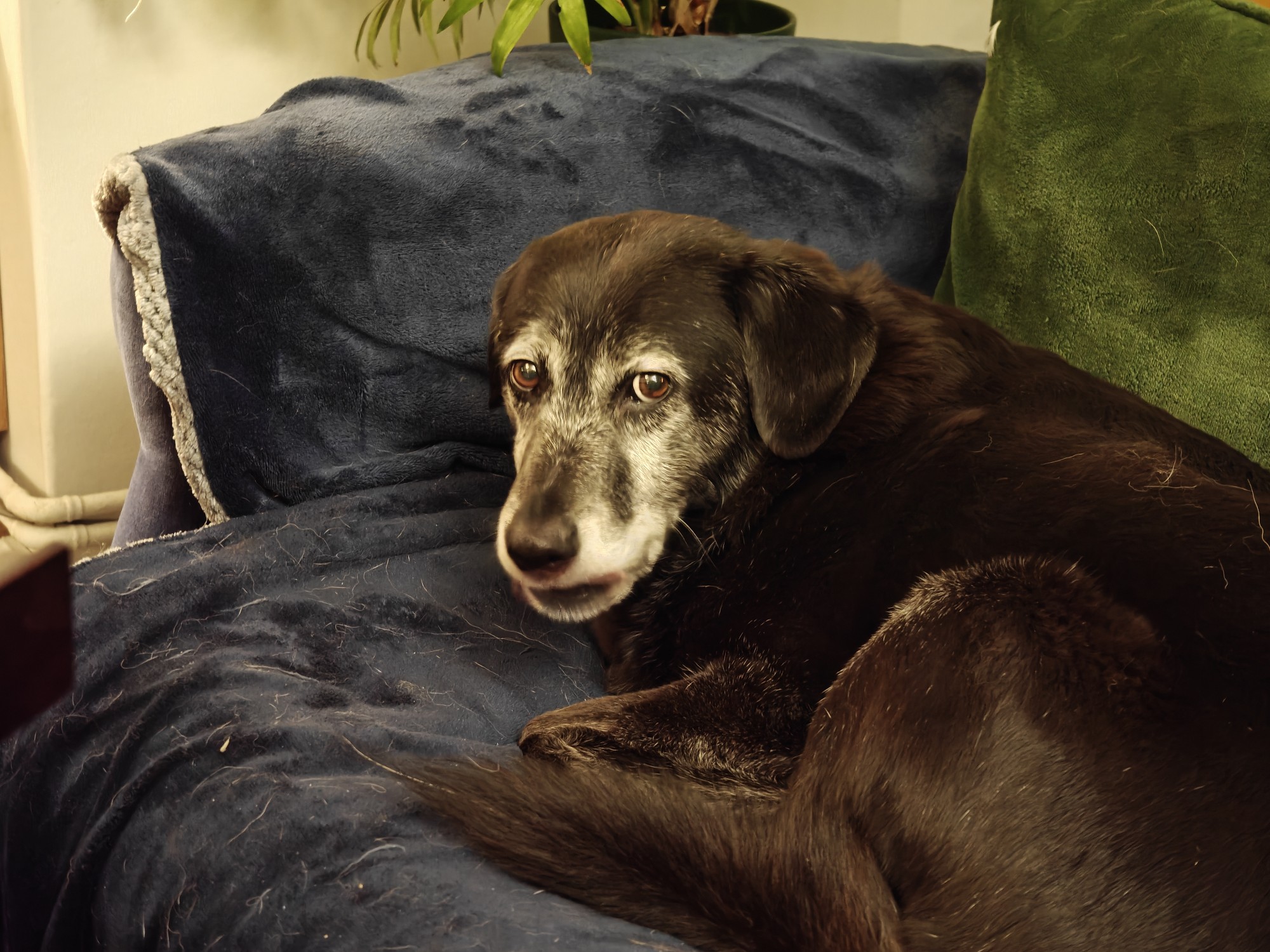 A picture of my dog, Luka, casting a sideways glance at me. He is large, black, and part Labrador. 