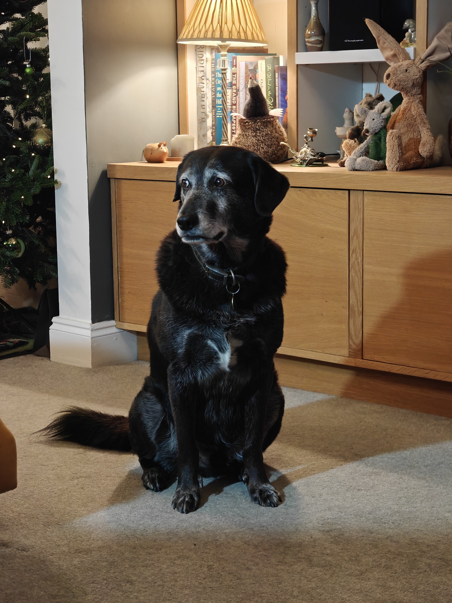 A large black dog looking sad 