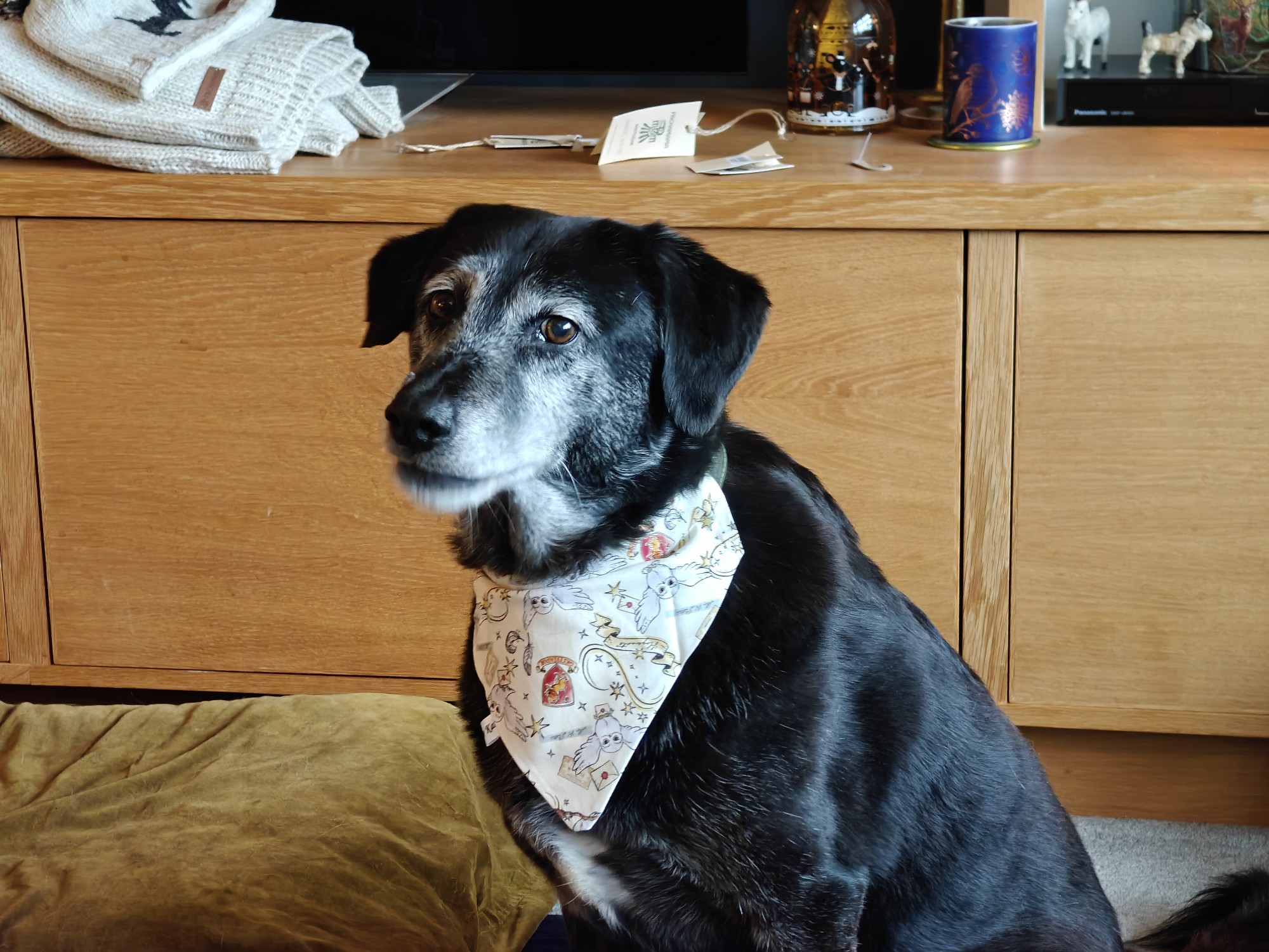 A large black dog wearing a white and patterned bandana