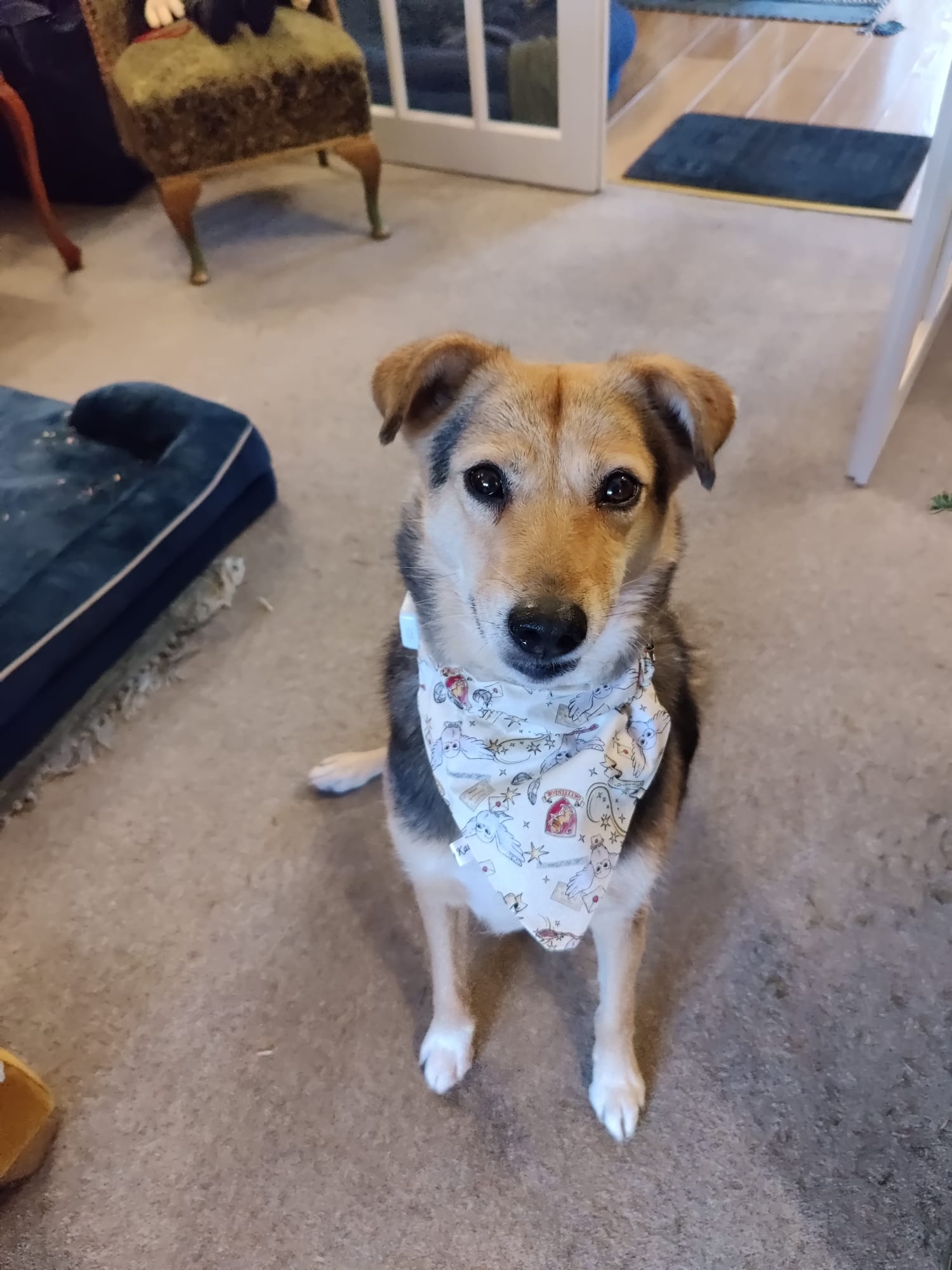 A small brown and black dog with three legs wearing a white patterned bandana
