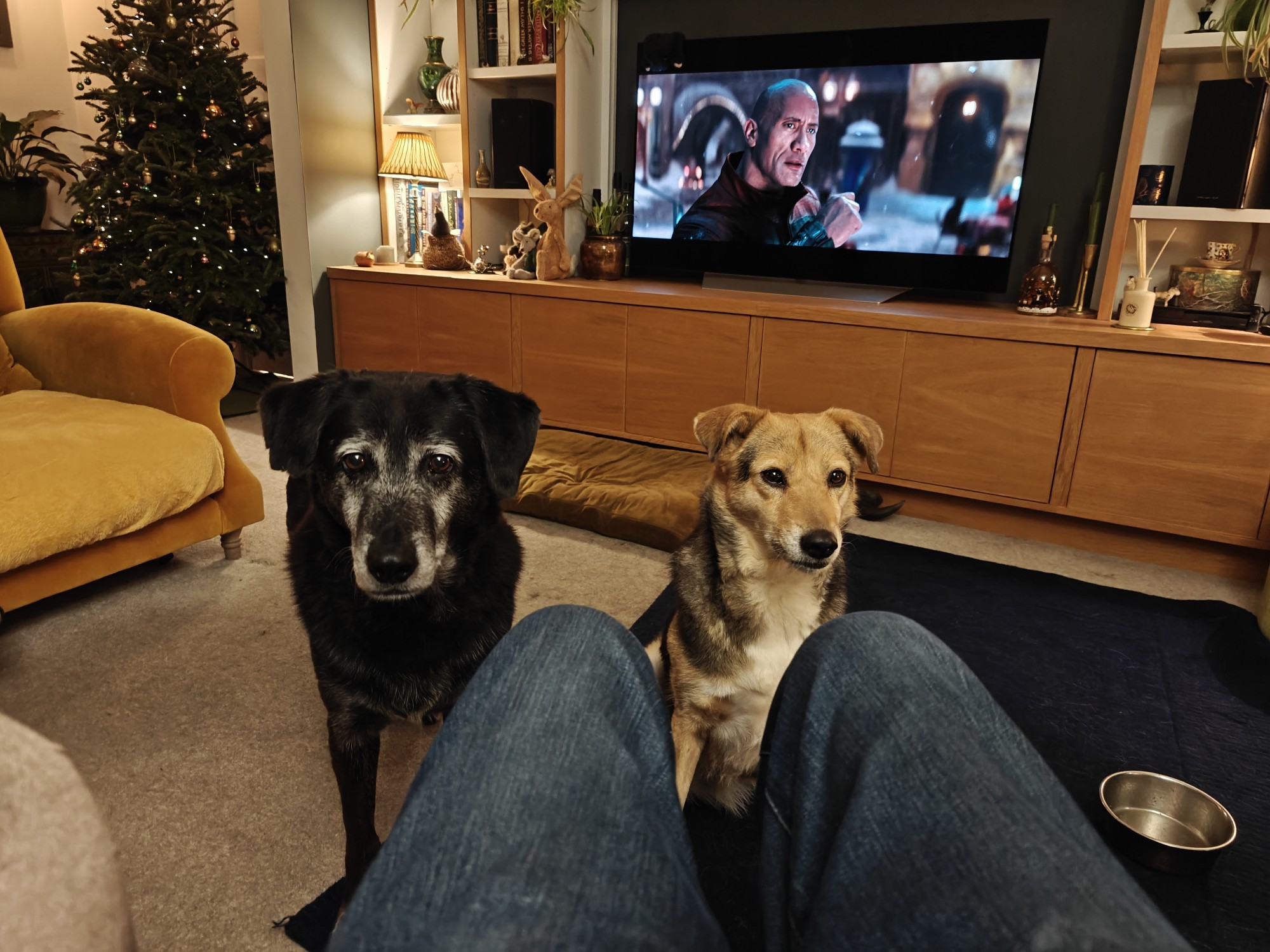 A black dog and a brown dog sitting in front of me 