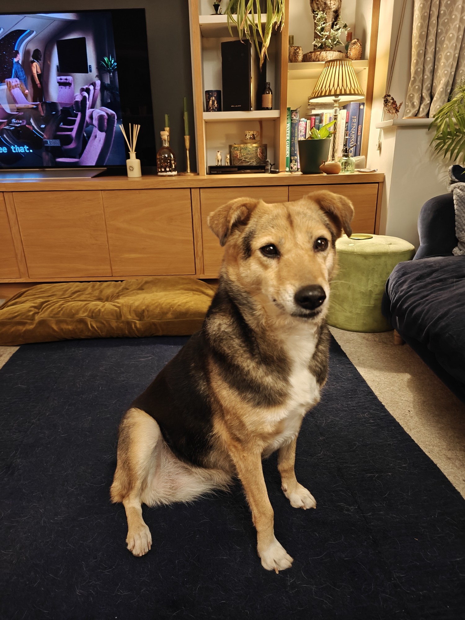 My dog, Robyn. A brown and white medium sized tri-paw.