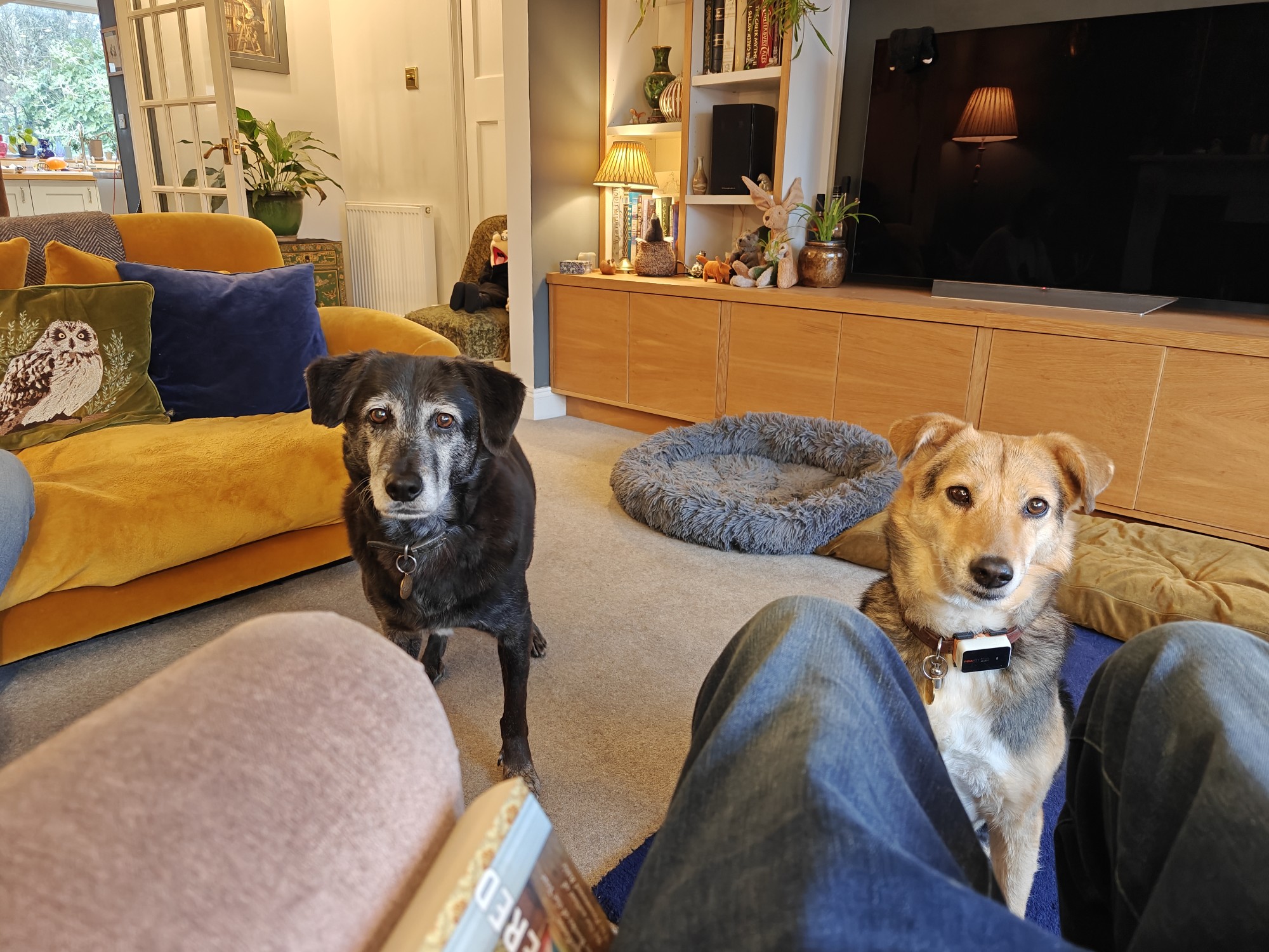 2 dogs, one black and one brown, both medium to large, directly in front of me