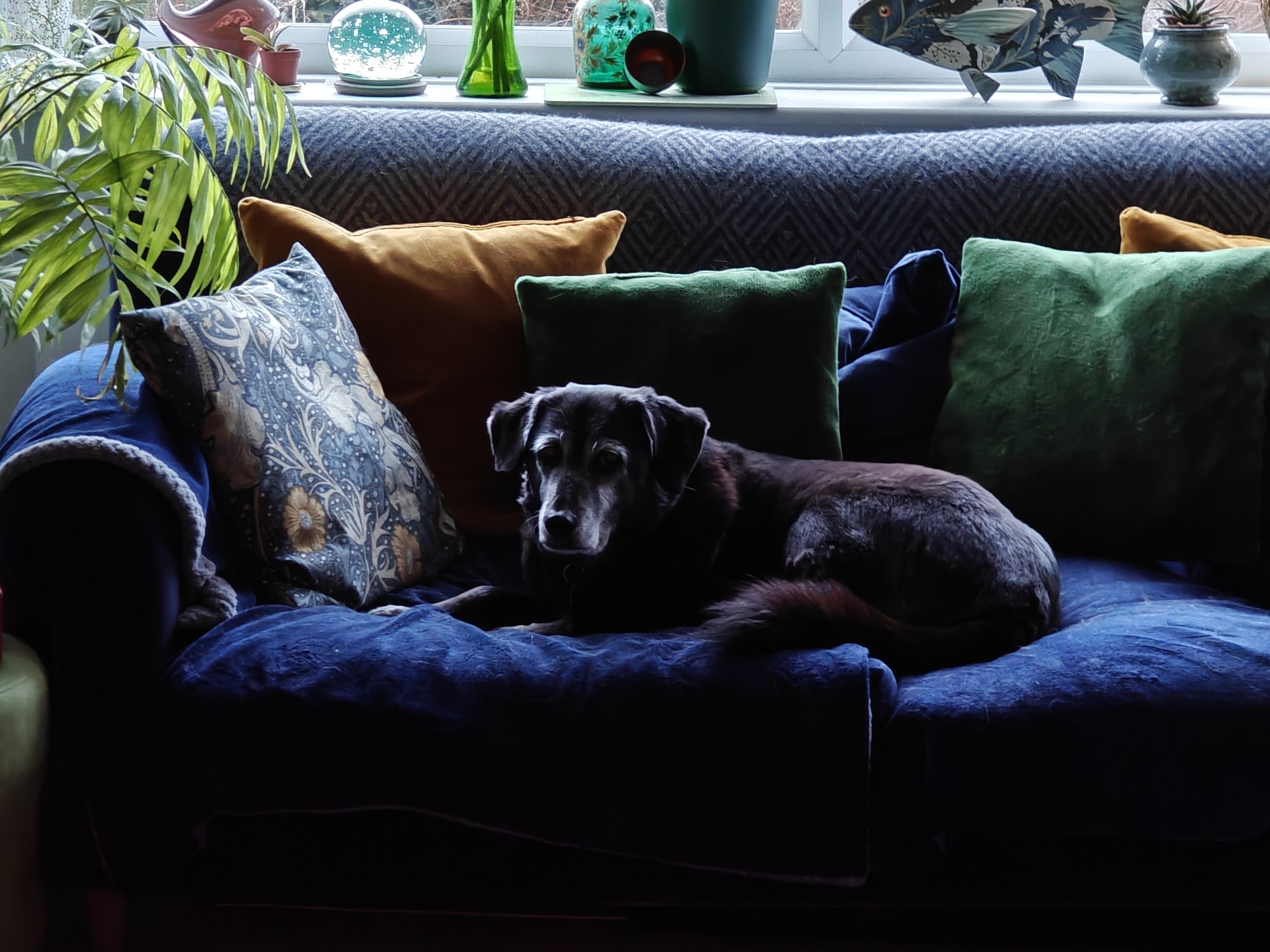 Luka, a large black dog with Labrador characteristics lying on a blue velvet sofa
