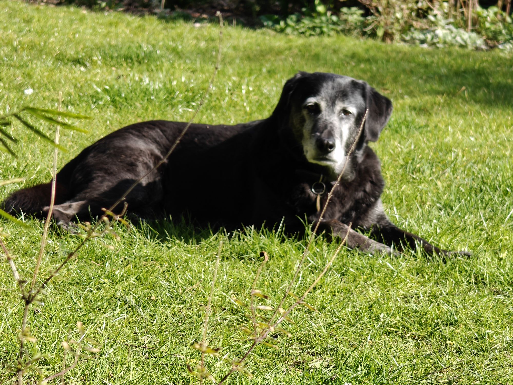 Luka, a large black dog with a white beard, lying on the grass in the sunshine 