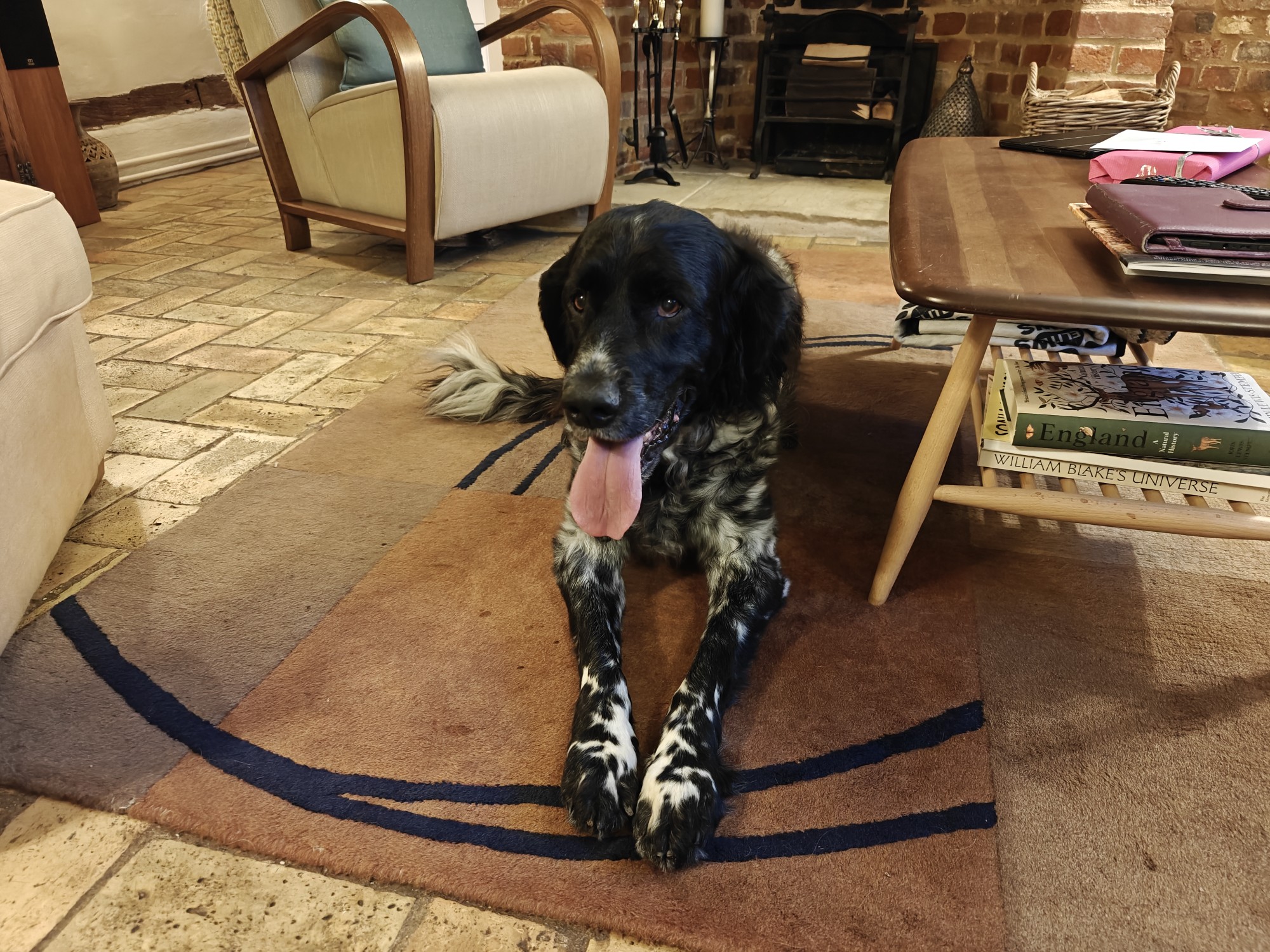 A large munsterlander dog with a black face and a black and white body. She's lying on a rug next to a table. 