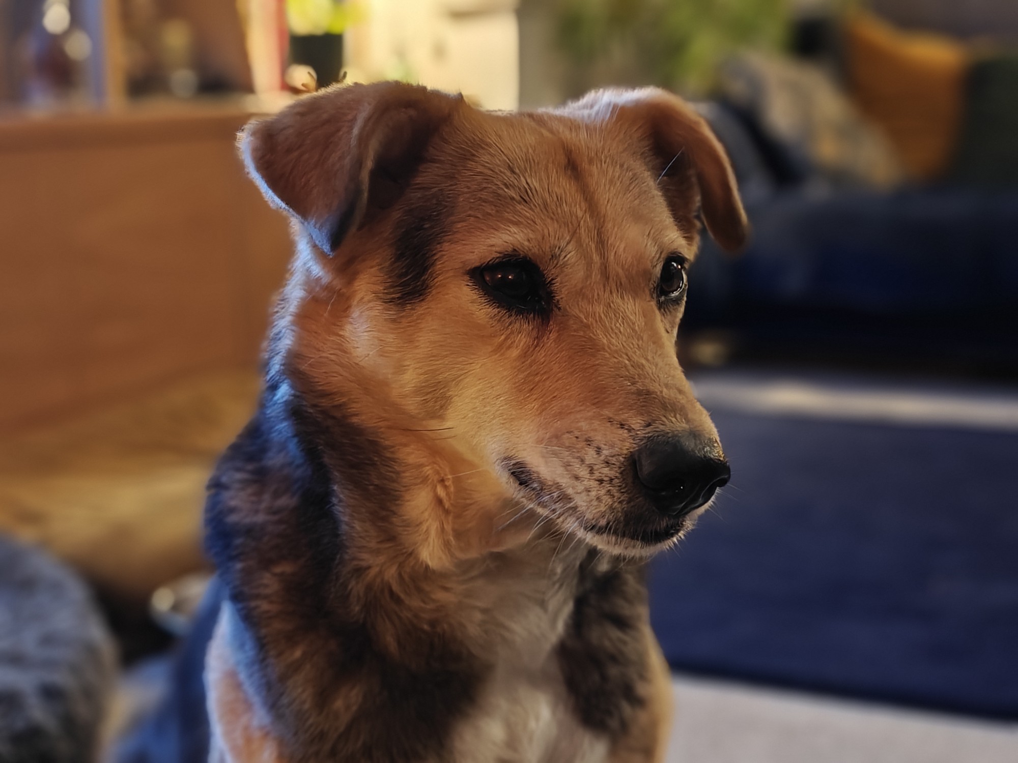 One of my dogs, Robyn. She's got a light brown head with a black and brown body. Folded over ears and an alsatian-esque snout. 