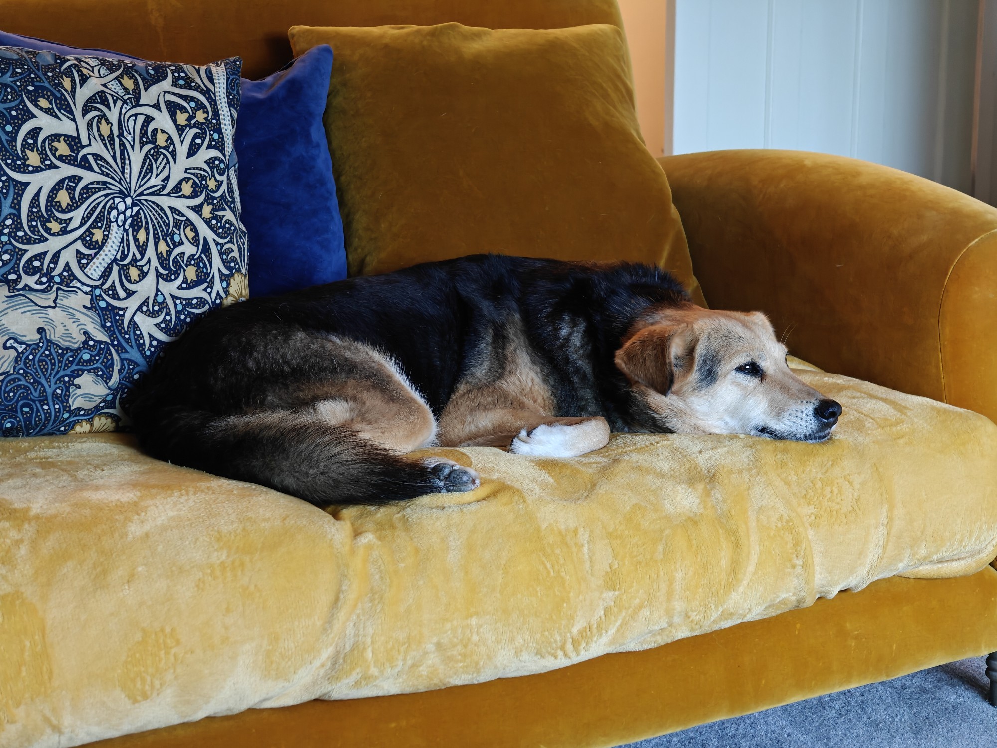 A medium sized three-legged brown and black dog lying on a sofa 