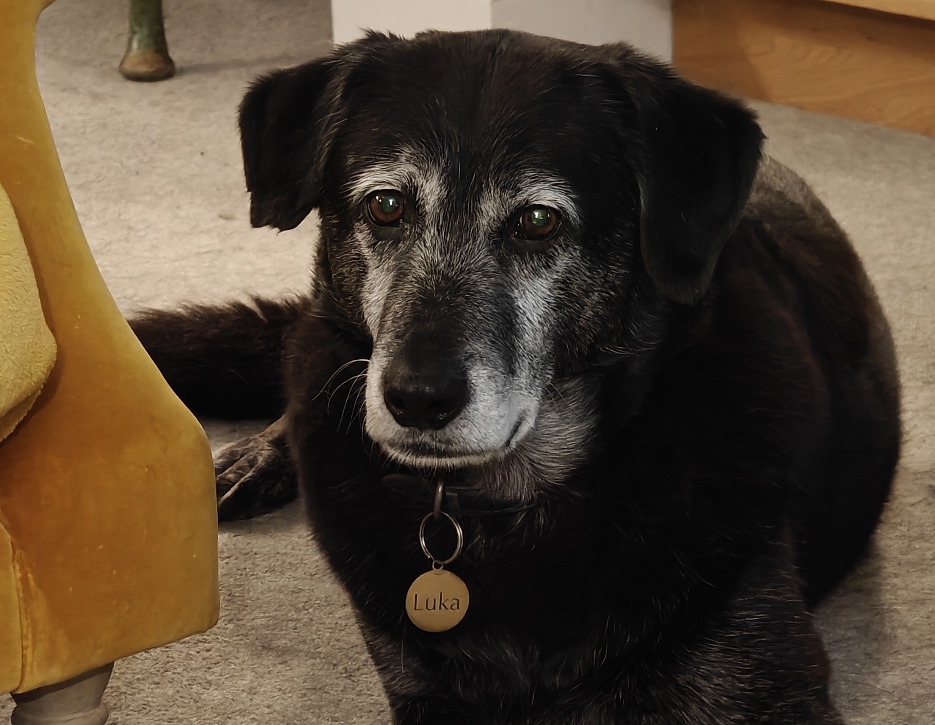 A picture of a big old black dog called Luka 