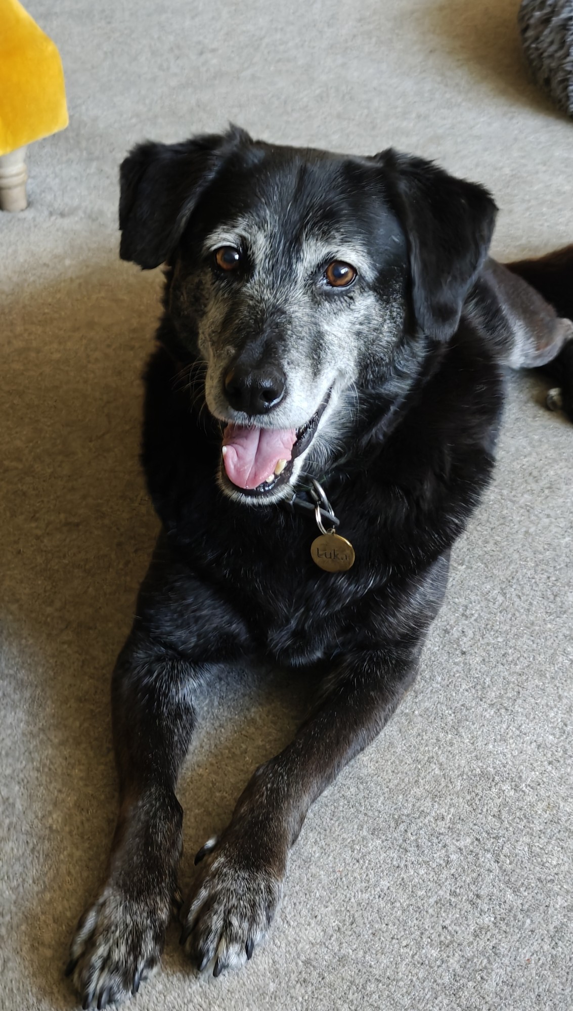Luka, a black Labrador-esque dog, possibly crossed with some Husky. He has his mouth open in a smile here and is lying on the floor. 