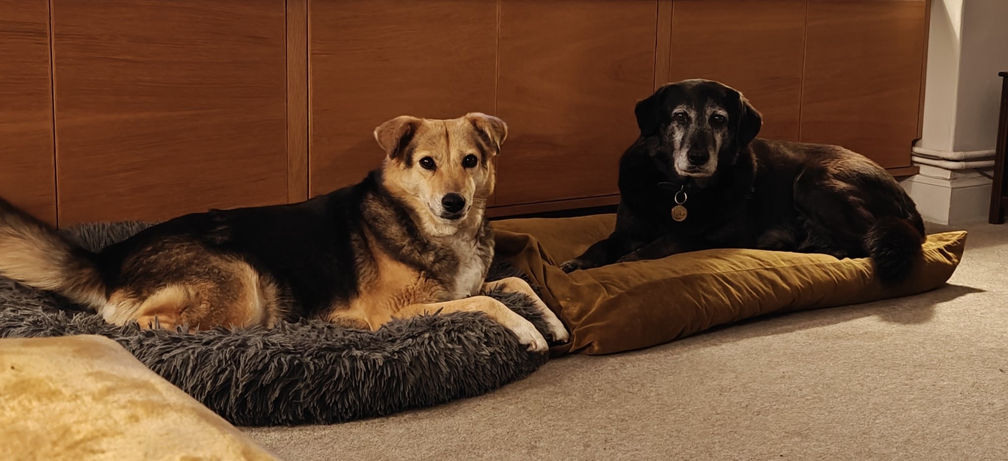 Two dogs lying side by side. One is brown and black, the other mostly black. They are both medium size and 10 years old. The black dog has a white grizzly face.