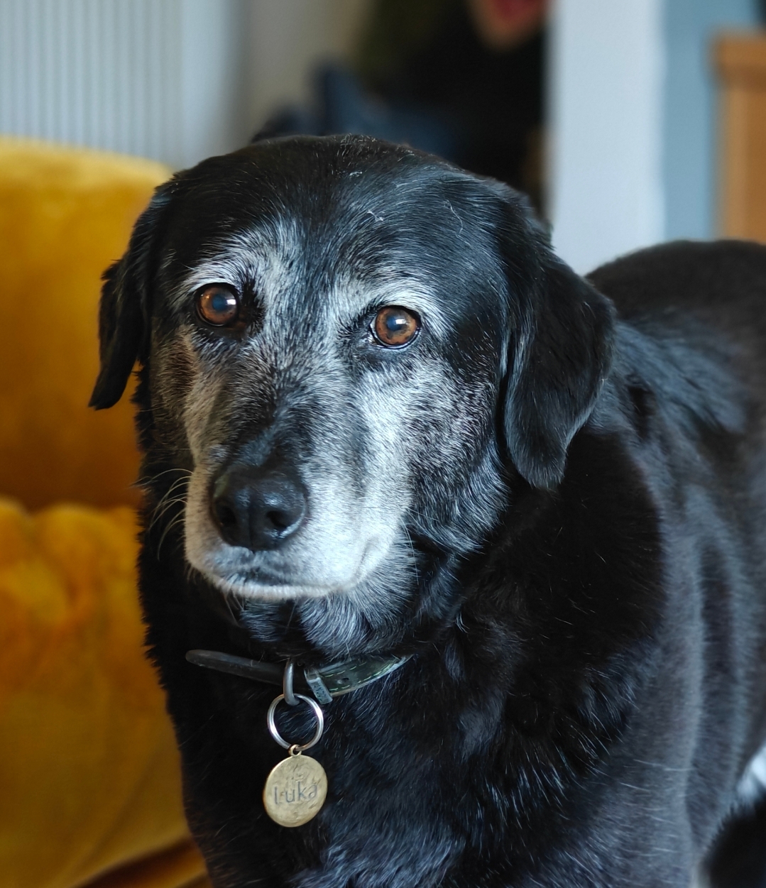 A black dog called Luka with a white face