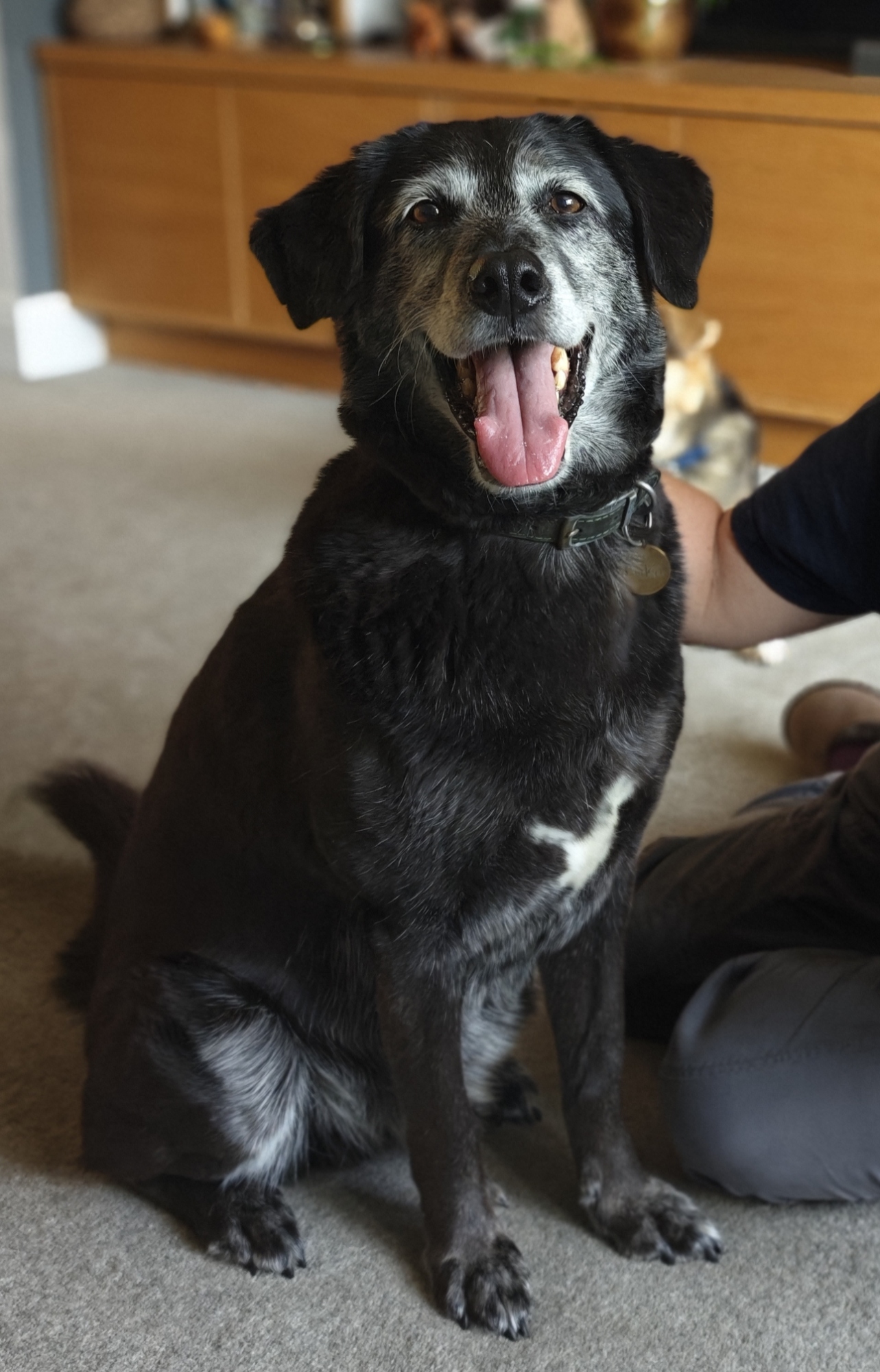 Luka, a black lab/husky mongrel looking very happy after a training session 