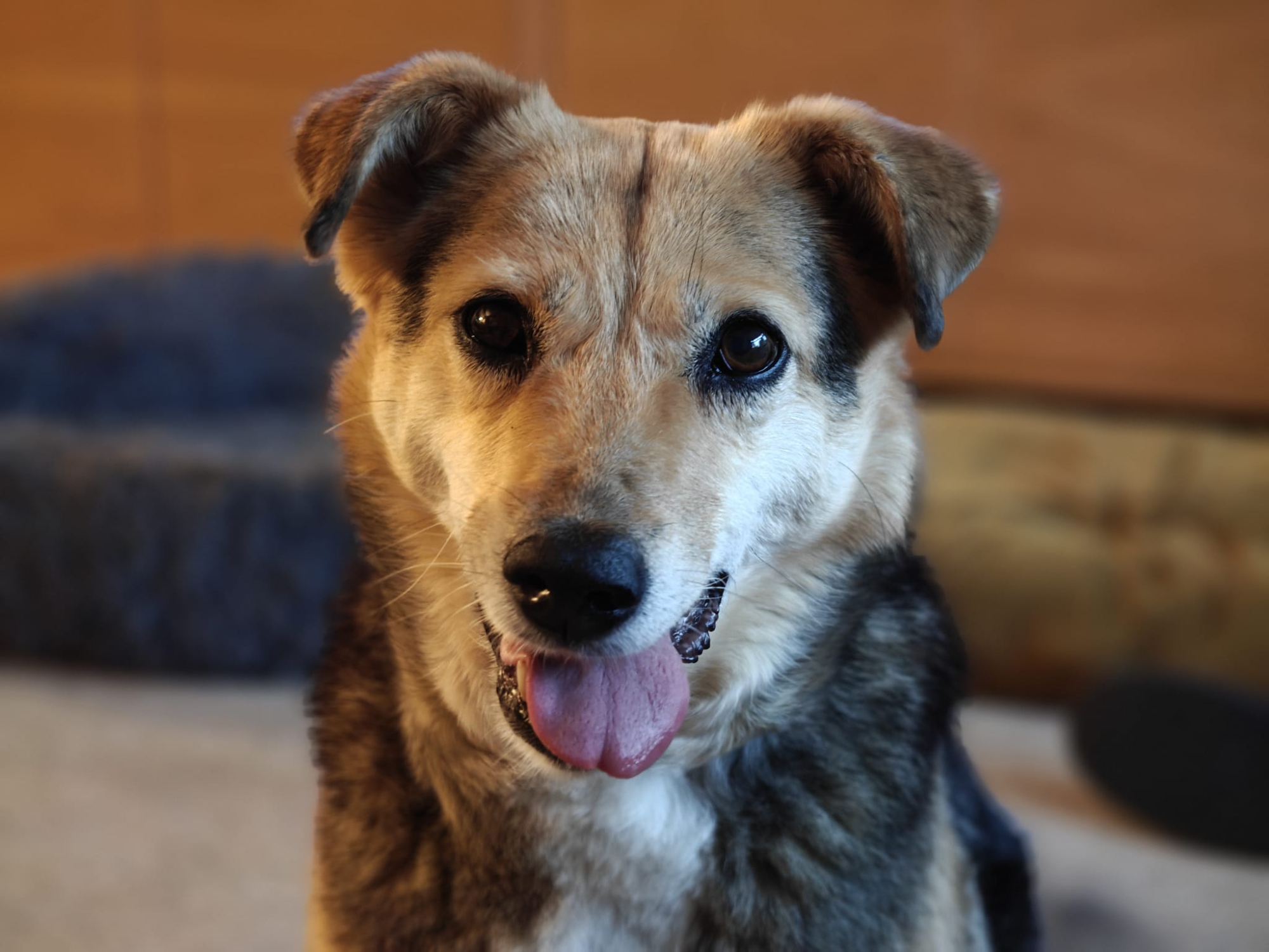 Robyn, a brown and black dog, here facing the camera with her tongue sticking out