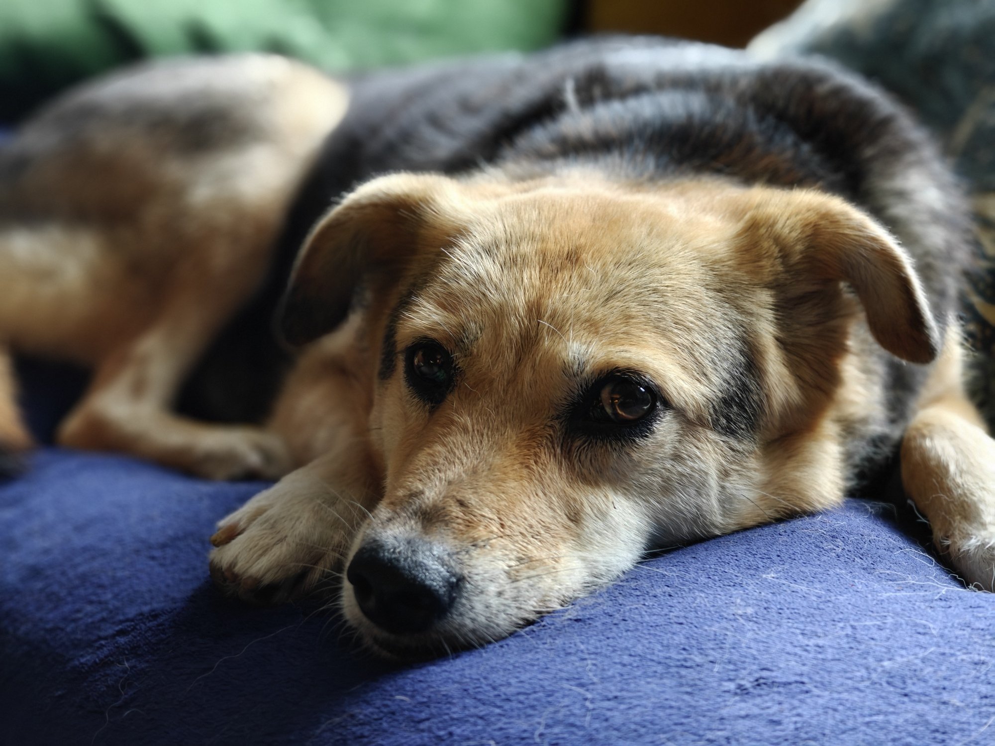 A dog lying down on a blue and green sofa 