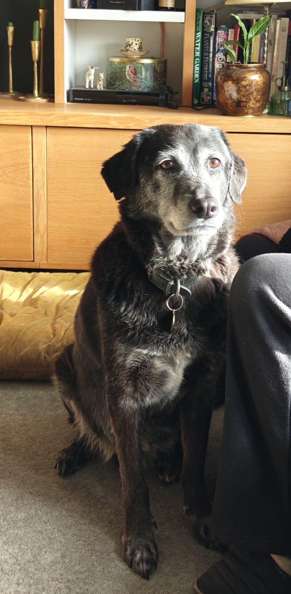 A picture of a large black dog, Luka