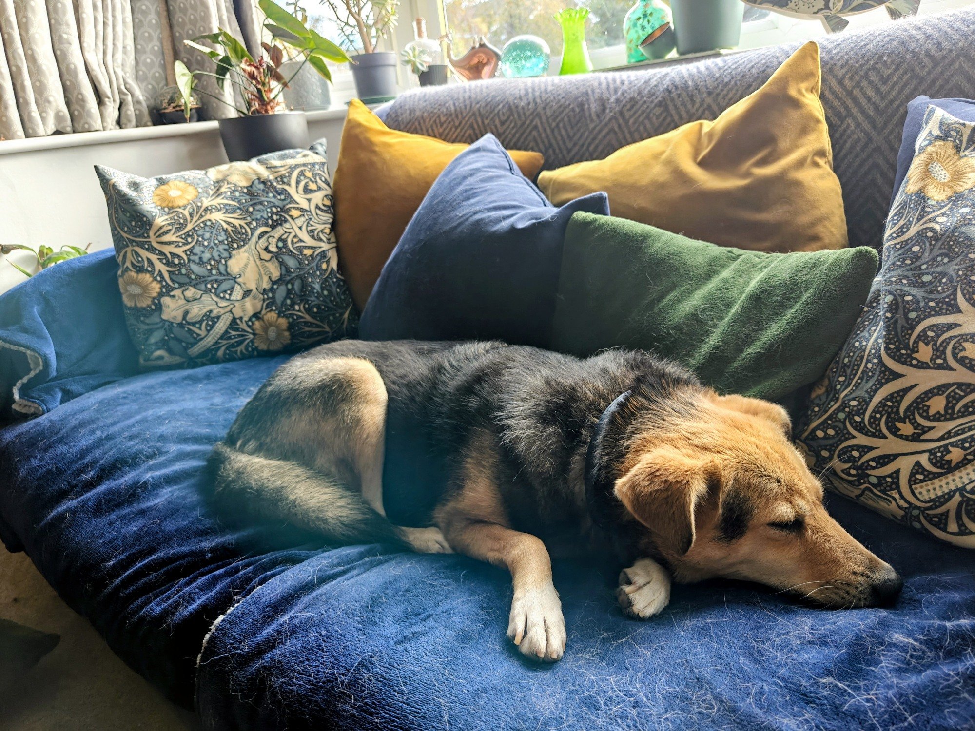 A picture of a snoozing brown and black dog
