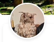 The owl as the final photo 