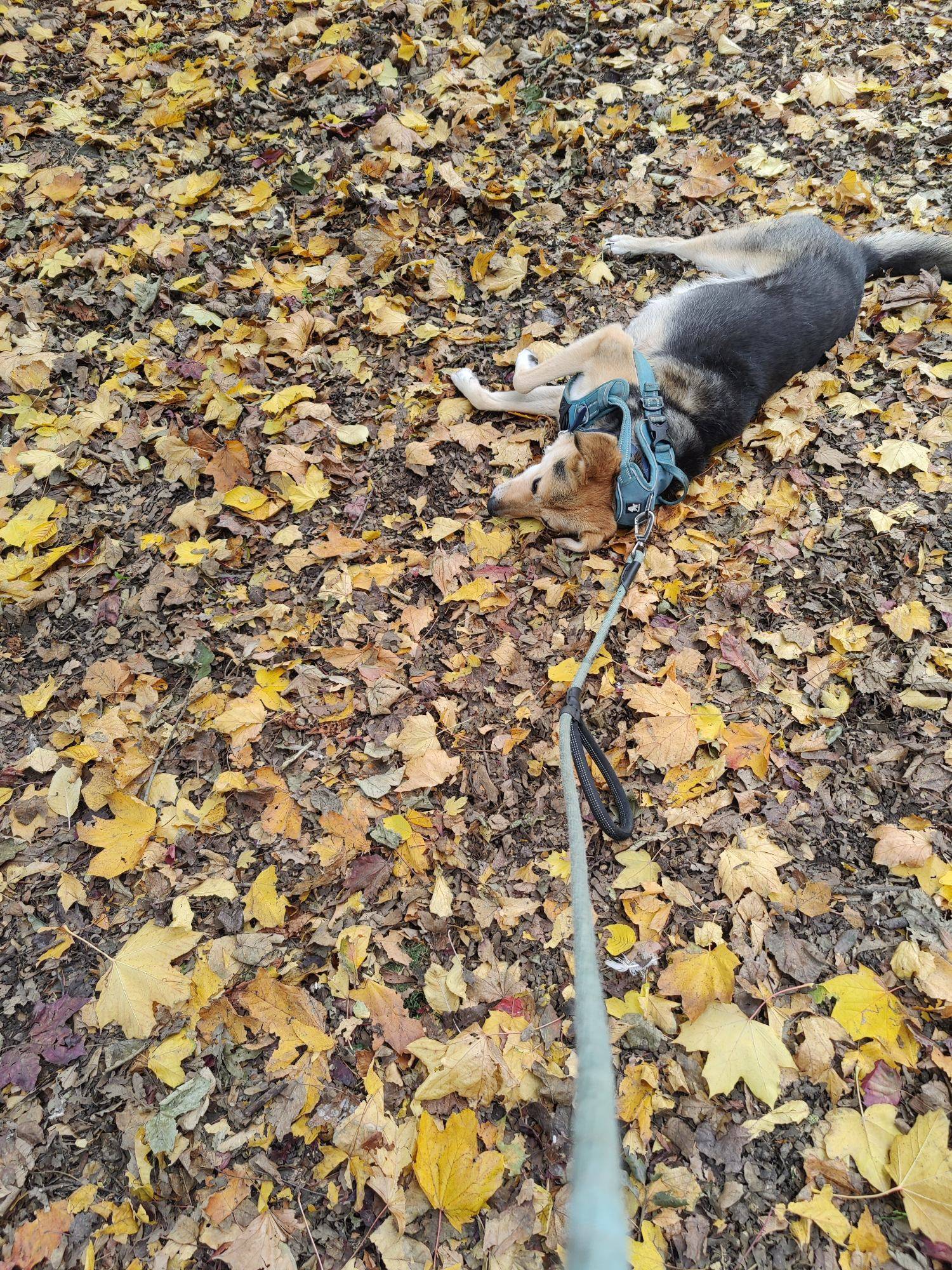 A medium sized dog lying in the autumn leaves 