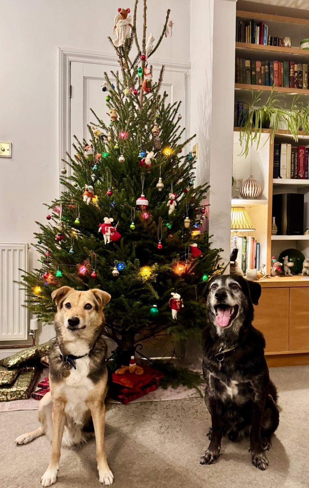 2 dogs in front of a Christmas tree 