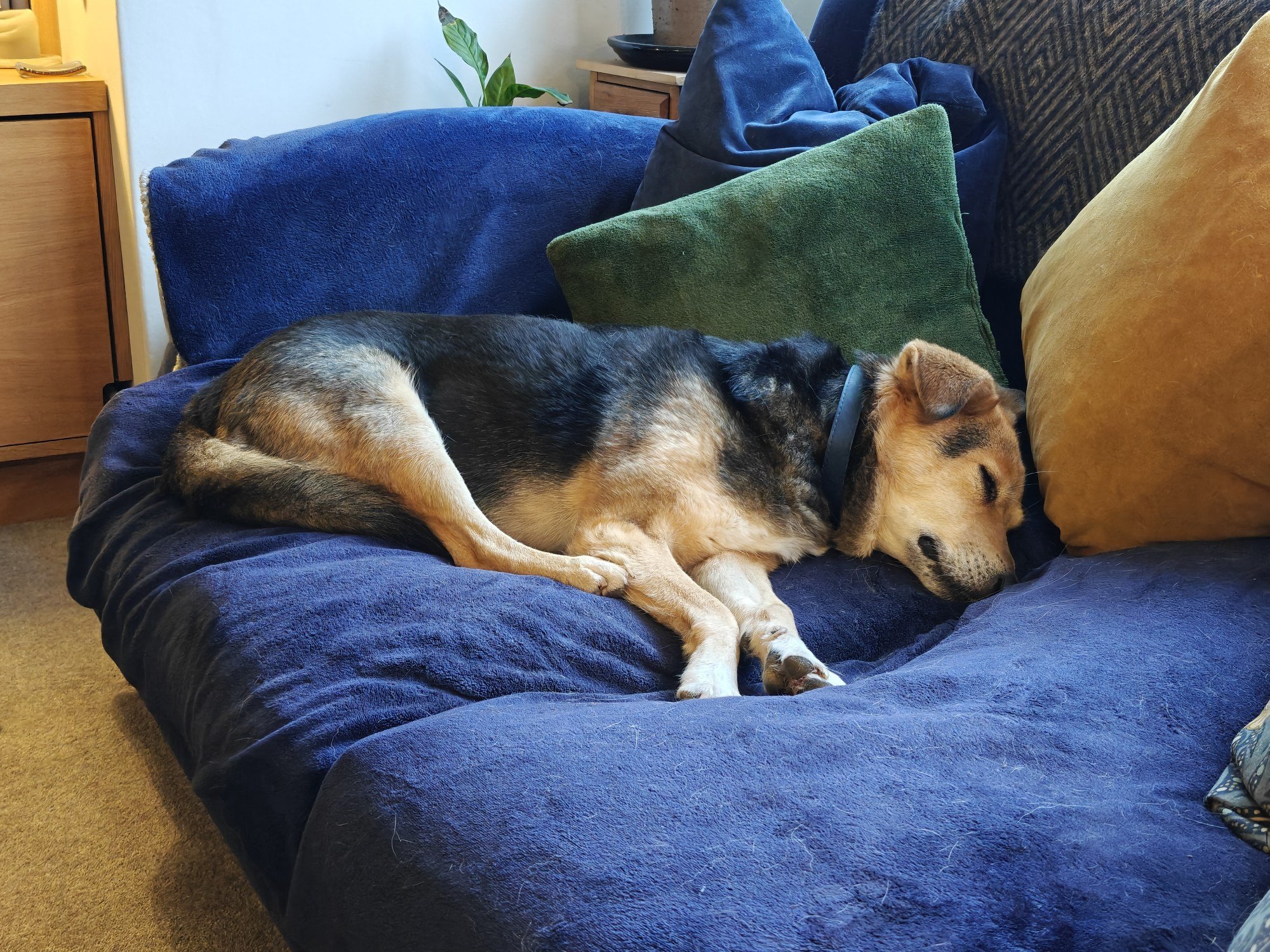 A picture of Robyn, our three-legged dog, who is black and brown and medium sized, snoozing on a blue velvet sofa, amid green and yellow cushions. 