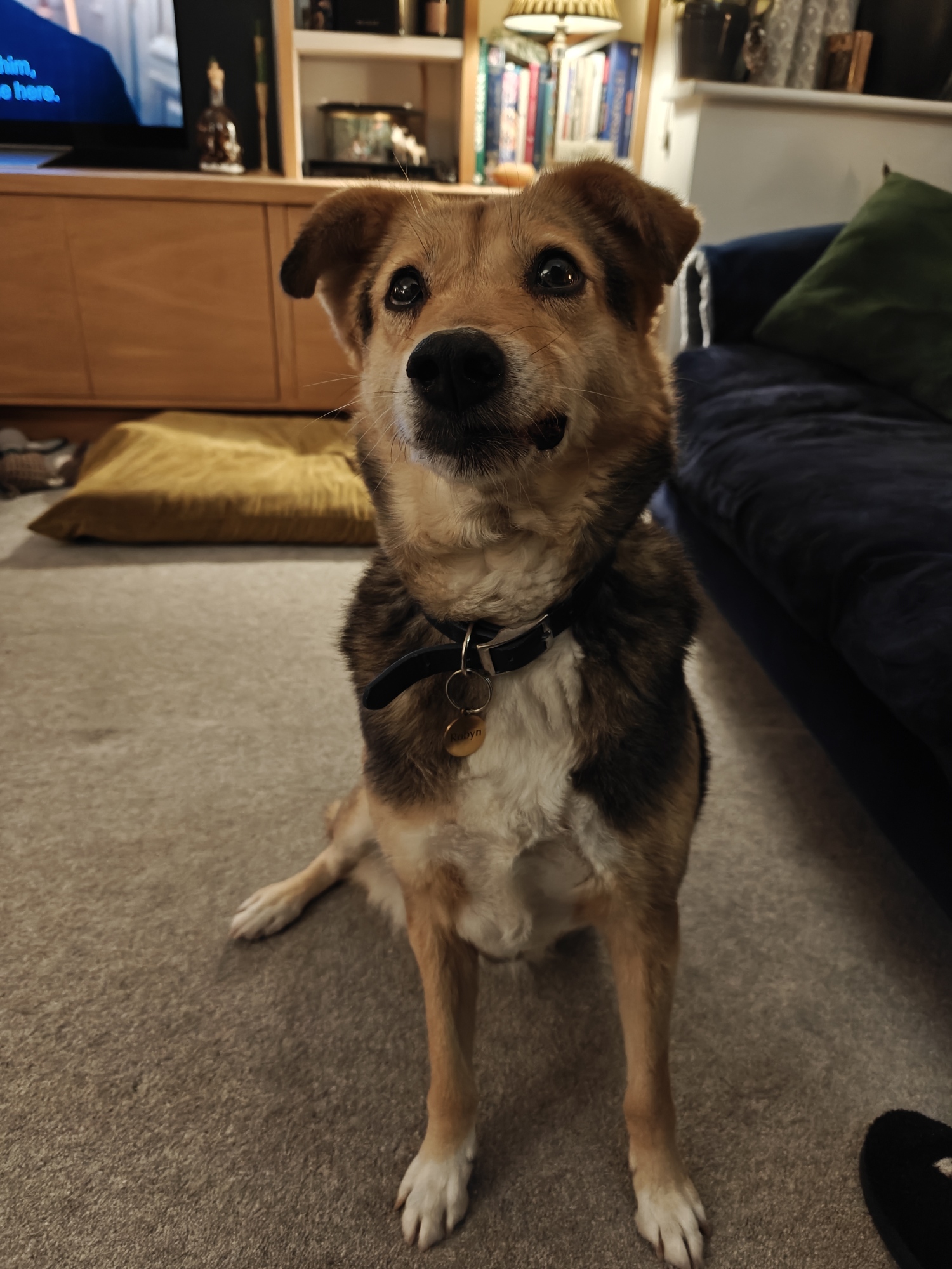 A picture of Robyn, our three-legged dog who is brown and black and medium size
