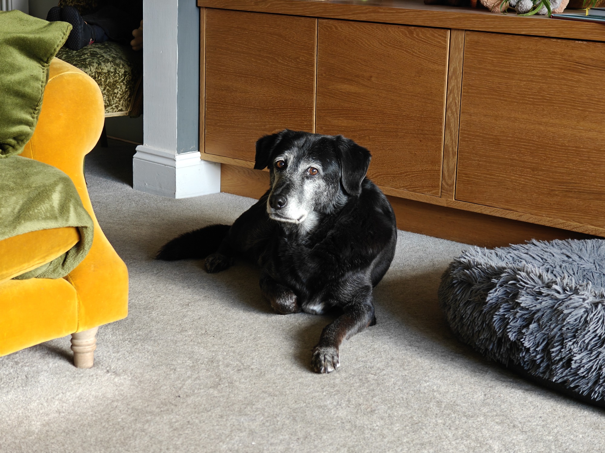 Luka - a big black dog with some Labrador and Husky in him. He's looking at me suspiciously.