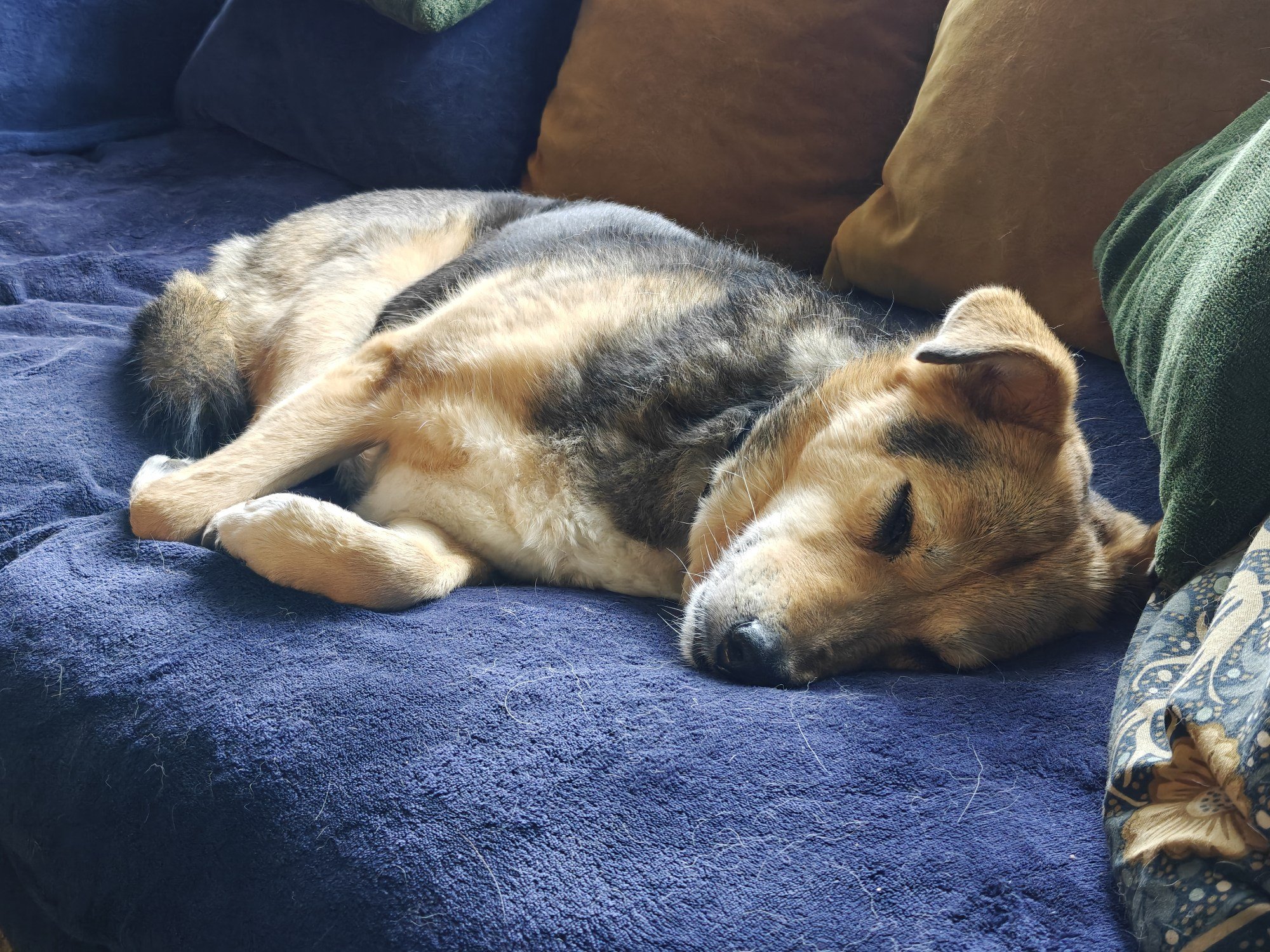 Robyn, our three legged dog who is brown and black, asleep on a blue sofa 