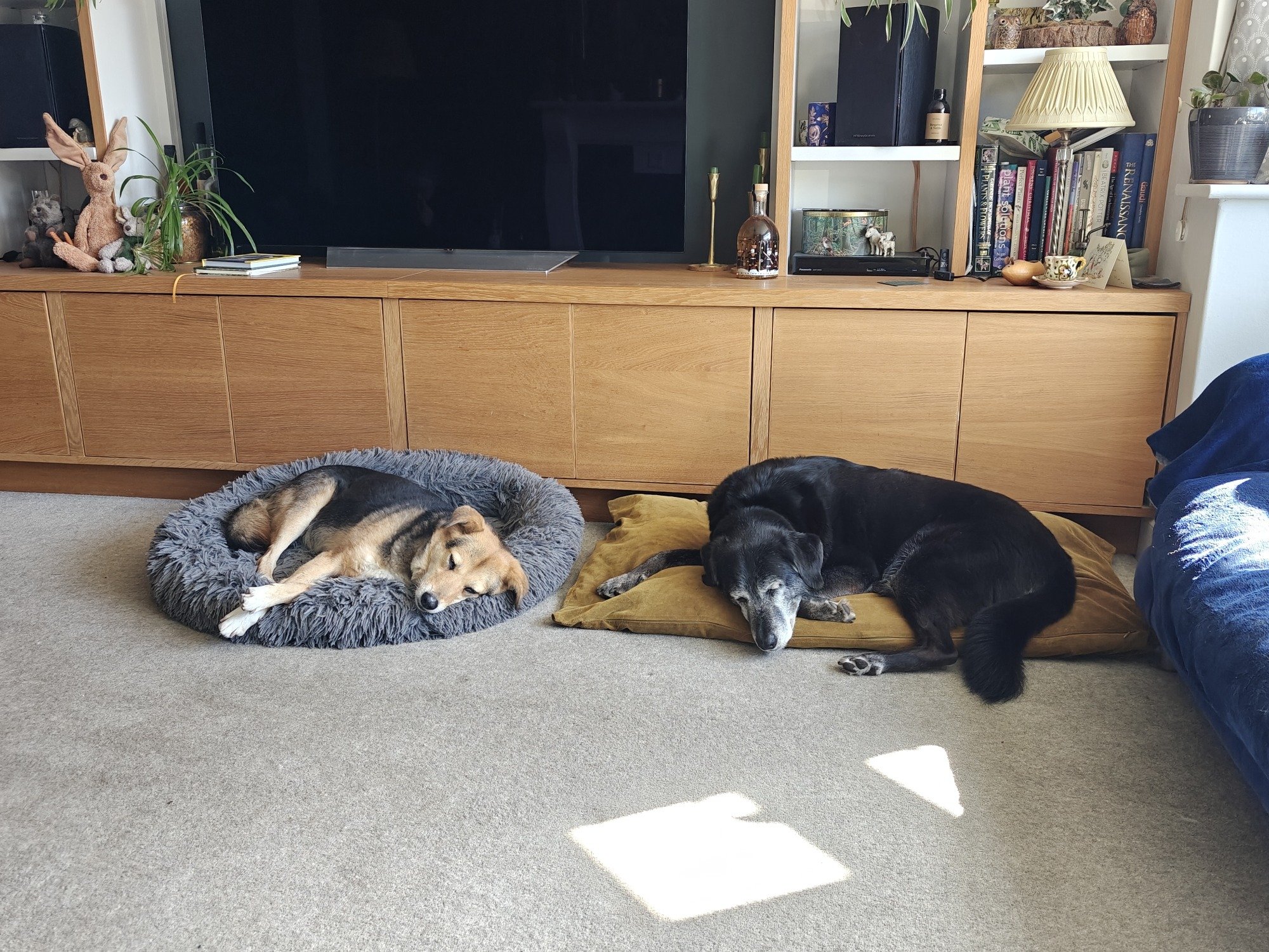Two snoozing dogs lying next to each other on dog beds 