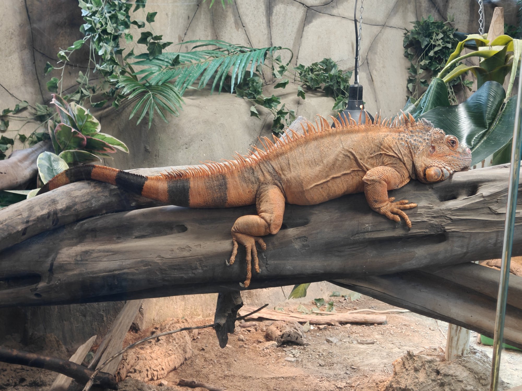 A lizard of which I can't remember the name 