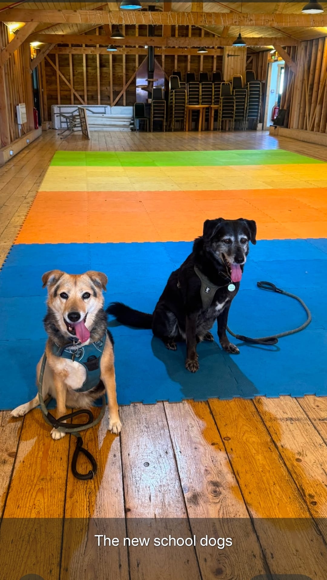 Two dogs, Robyn and Luka, sit in a hall on a wooden floor covered in multi-coloured strips. Robyn is brown and black and her tongue lolls out to her left. Luka is large and black. His tongue is out at the centre. 