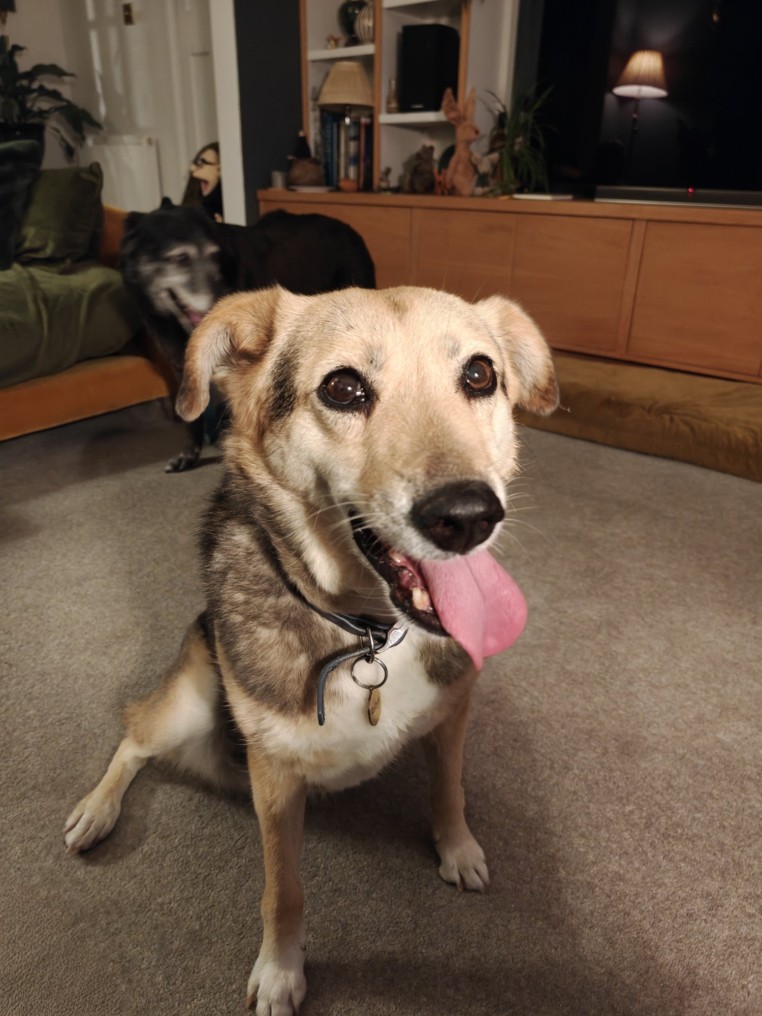 A picture of my dog Robyn, a three legged brown rescue with a foxy face and a tongue lolling out to her left 