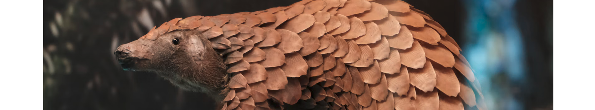 Pangolin, Newt, Gerbil and custom ports feature image